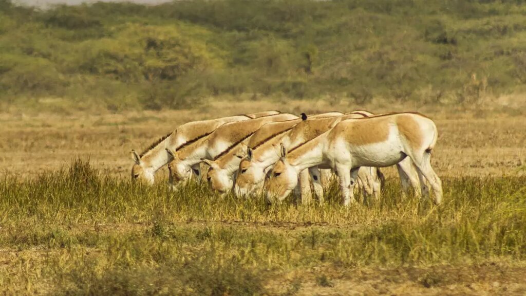 15 Istb Indian Wild Ass By Asim Patel.jpg