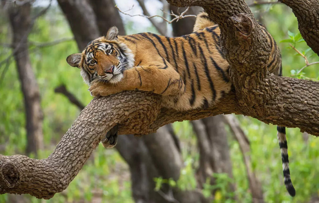 Rajasthan Cm Inaugurates Tiger Safari In Nahargarh.jpg