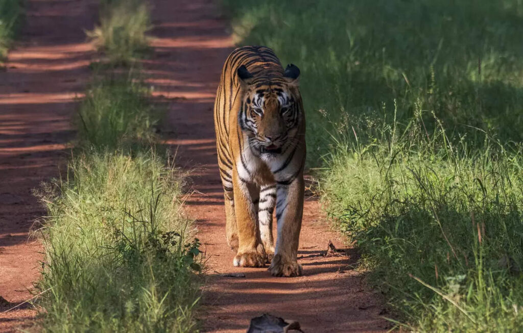 Worlds First Ropeway Over Jungle To Come Up In Tadoba Reserve.jpg